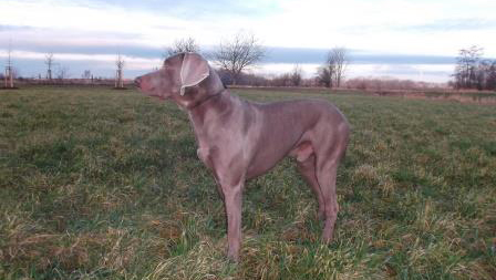 Artus